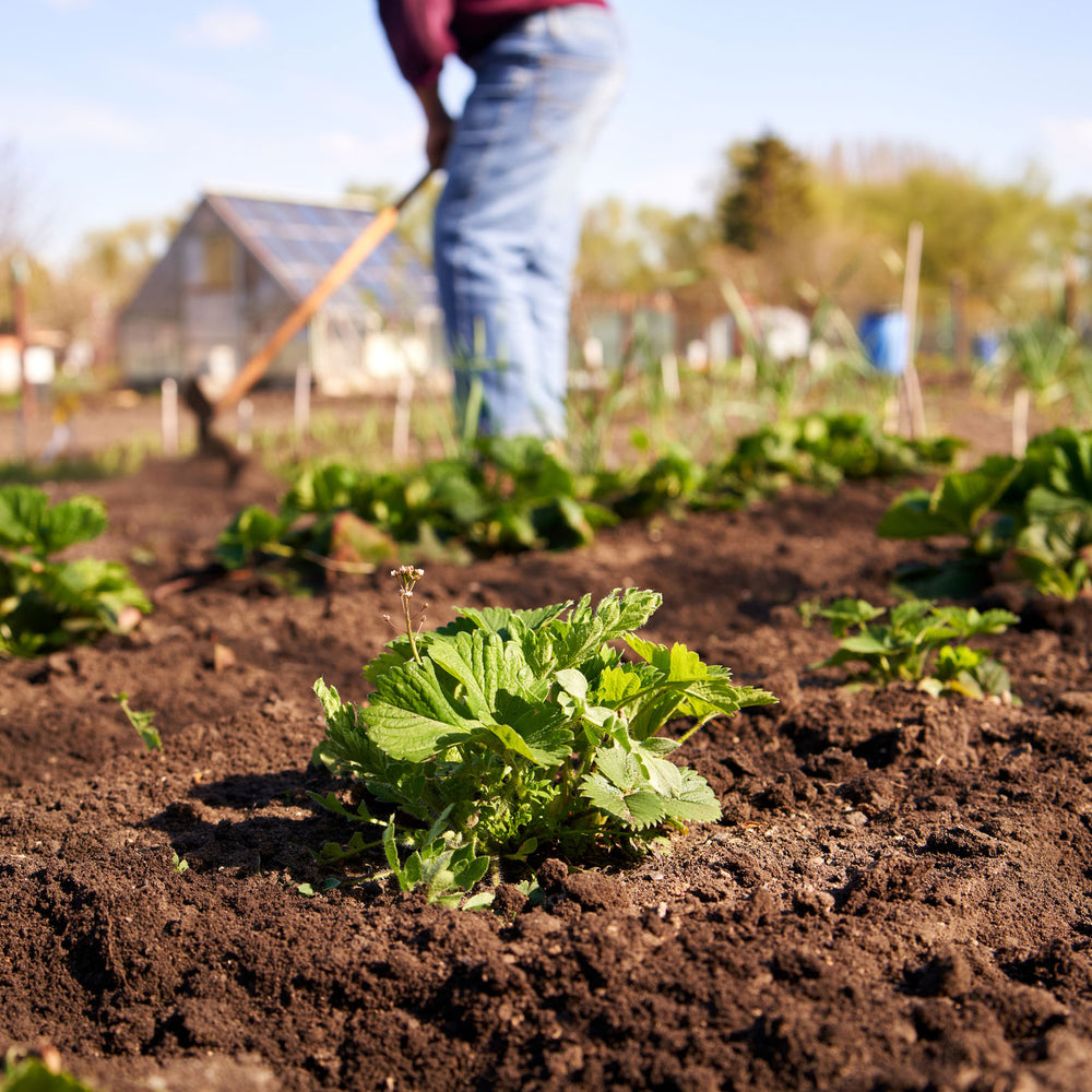 Off-Grid Living: How to Become Self-Sufficient